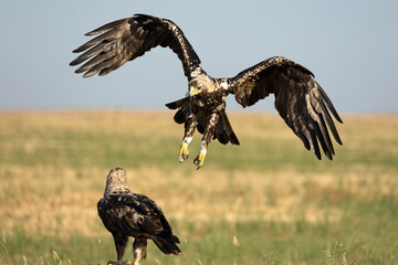 A 5-year-old male and female Spanish Imperial Eagle in their territory in a Mediterranean forest at first light on a spring day.