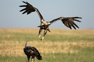 A 5-year-old male and female Spanish Imperial Eagle in their territory in a Mediterranean forest at first light on a spring day.