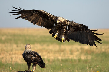 A 5-year-old male and female Spanish Imperial Eagle in their territory in a Mediterranean forest at first light on a spring day.