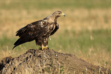 Fototapeta premium 5-year-old Spanish Imperial Eagle in its territory on a sunny day in late spring