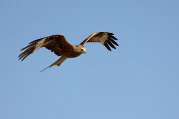 Red kite flying within its territory in late spring on a sunny day