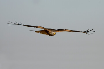 Red kite flying within its territory in late spring on a sunny day
