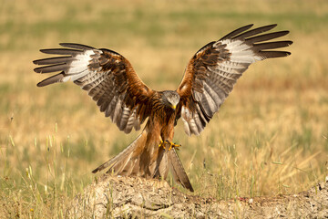 Red kite flying within its territory in late spring on a sunny day
