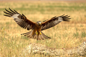 Red kite flying within its territory in late spring on a sunny day