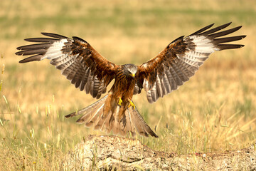 Red kite flying within its territory in late spring on a sunny day