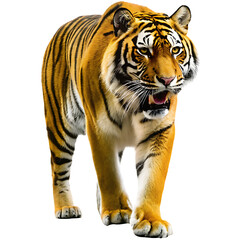 Obraz premium Fierce Bengal Tiger Stalking Forward with Mouth Agap on Background big cat isolated on a transparent background