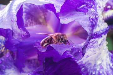 A bee gathers pollen inside a stunning purple iris, highlighted with water droplets.