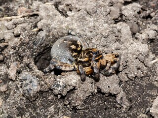 A detailed close-up shows a spider resting on a dirt mound with intricate textures.