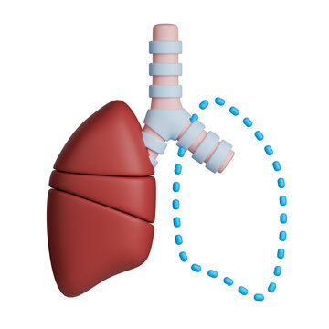 Pneumonectomy 3d illustration shows human lung anatomy with one lung removed.