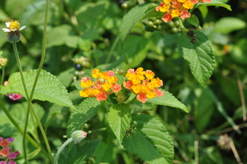 A flower with a yellow center and green leaves is surrounded by other flowers. The yellow flower is the main focus of the image