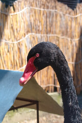 Portrait of a black swan (Cygnus atratus)