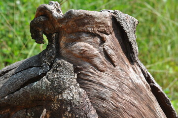 A tree stump with moss growing on it. The stump is brown and has a rough texture. The moss gives...