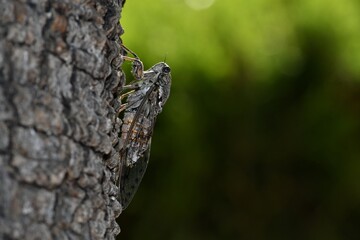 Cykada europejska (Cicada orni) na drzewie