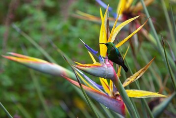 bird of paradise flower