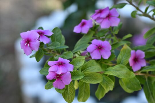 Katarantus r&oacute;żowy (Catharanthus roseus), zwany r&oacute;wnież barwinkiem r&oacute;żowym lub zabarwianem r&oacute;żowym