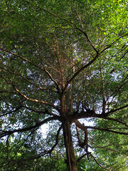 Tree leaves are taken from under shady trees during the day.