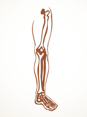 Vector drawing. Bones of the leg