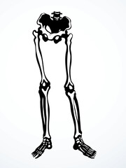 Vector drawing. Bones of the leg
