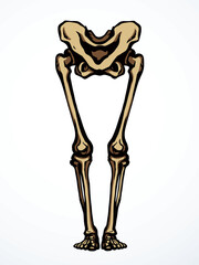 Vector drawing. Bones of the leg