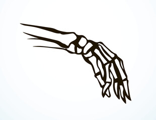 Vector drawing. Bones of the hand