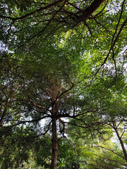 Tree leaves are taken from under shady trees during the day.