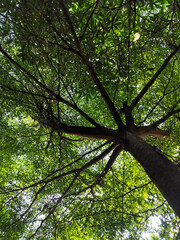 Tree leaves are taken from under shady trees during the day.