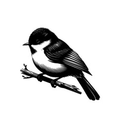 Obraz premium Beautiful Bulbul Bird Vector Illustration