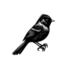 Obraz premium Colorful Bulbul Bird Vector Illustration