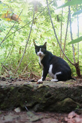 black cat on the grass