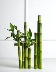 Fototapeta premium Arrangement of bamboo stalks