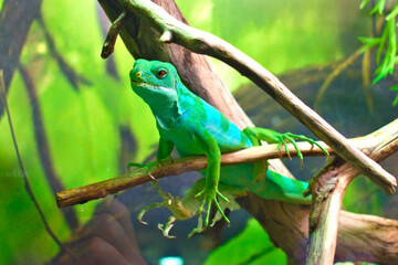 Portait of the lau banded iguana (Brachylophus fasciatus)