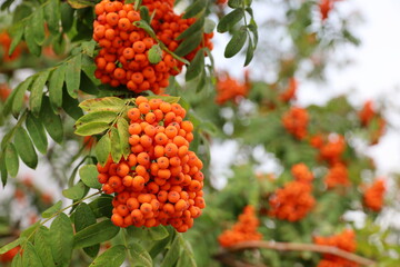 Obraz premium Rowan berries growing on a tree branches. Medicinal berries of mountain-ash