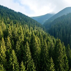 Obraz premium Lush mountain forest vista