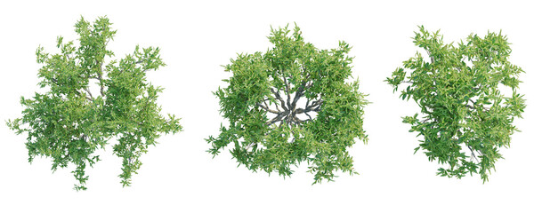 Avicennia marina  Tree plan top view cutout transparent background