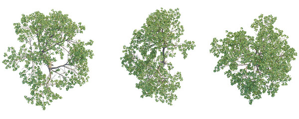 Aegiceras corniculatum  Tree plan top view cutout isolate on white background