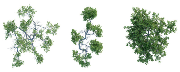 Pemphis acidula  Tree plan top view cutout isolate on white background