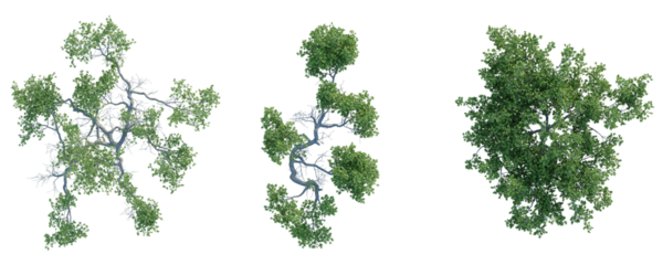 Pemphis acidula  Tree plan top view cutout isolate on white background