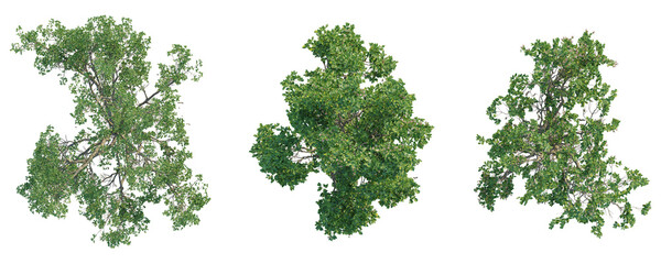 Sonneratia caseolaris  Tree plan top view cutout isolate on white background