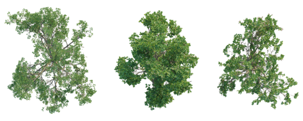 Sonneratia caseolaris  Tree plan top view cutout isolate on white background