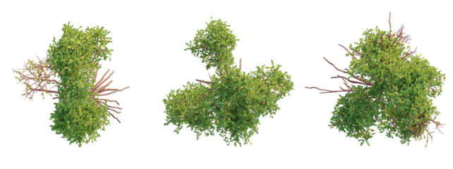 Rhizophora mangle  Tree plan top view cutout transparent background