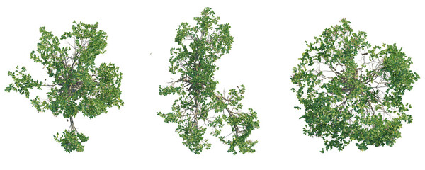 Naklejka premium Sonneratia caseolaris Tree plan top view cutout transparent background