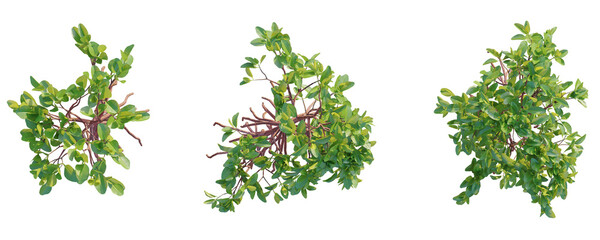 Rhizophora mangle  Tree plan top view cutout isolate on white background