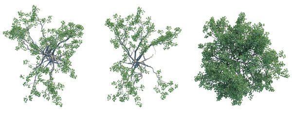 Lumnitzera racemosa  Tree plan top view cutout transparent background