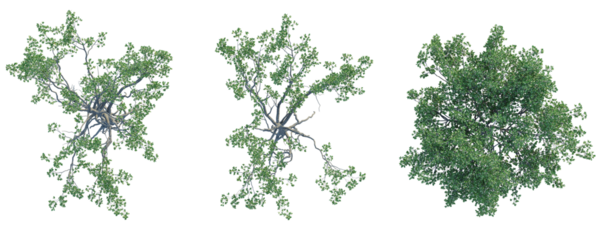 Lumnitzera racemosa Tree plan top view cutout transparent background