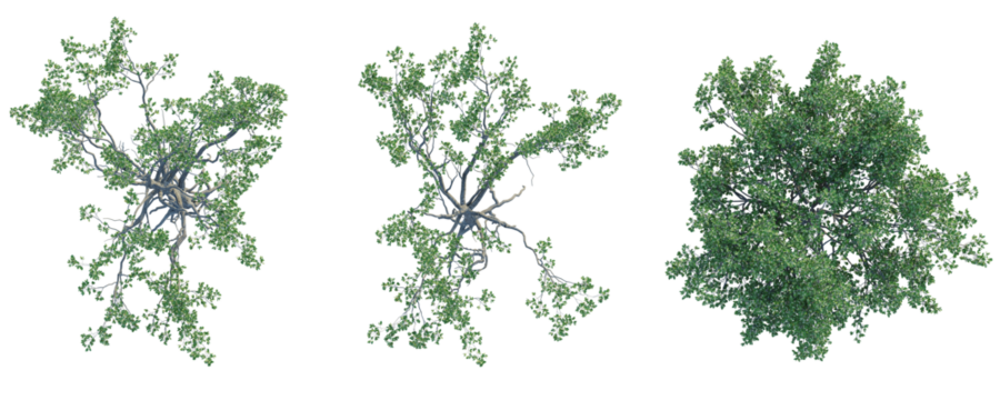 Lumnitzera racemosa  Tree plan top view cutout transparent background