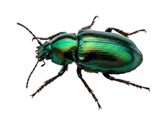 Emerald Green Beetle CloseUp isolated on transparent background