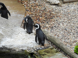 para pingwinów w ogrodzie zoologicznym © Maciej