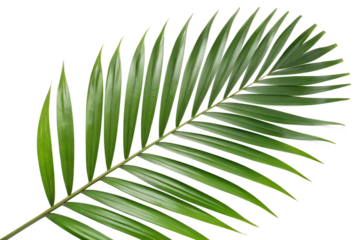 Exotic Palm Leaf Isolated A Tropical Green Frond in Detail for Summer Designs and Botanical Backgrounds