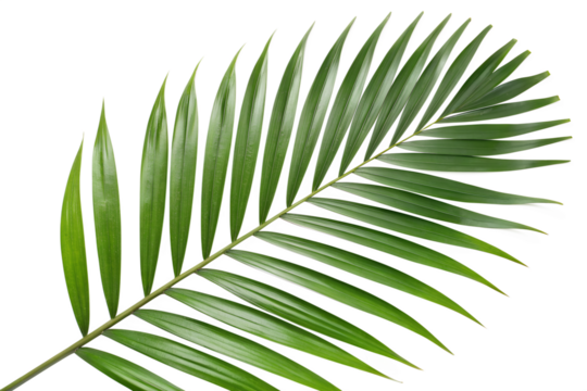 Exotic Palm Leaf Isolated A Tropical Green Frond in Detail for Summer Designs and Botanical Backgrounds - Powered by Adobe
