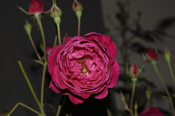 pink rose on black